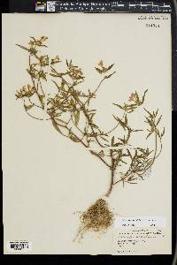 Galeopsis angustifolia image