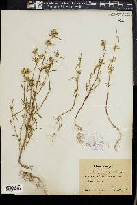 Galeopsis angustifolia image