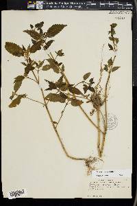 Galeopsis segetum image