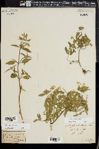 Galeopsis segetum image