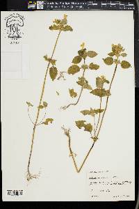 Galeopsis speciosa image