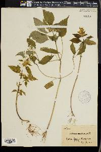 Galeopsis speciosa image