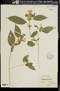 Galeopsis speciosa image