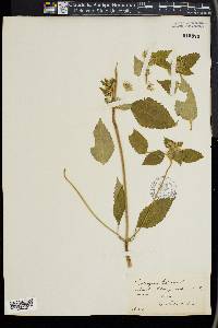 Galeopsis tetrahit image