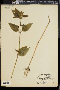 Galeopsis tetrahit image