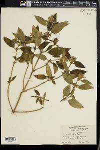Galeopsis tetrahit image