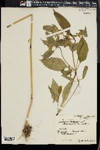 Galeopsis tetrahit image