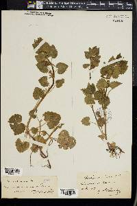 Glechoma hirsuta image