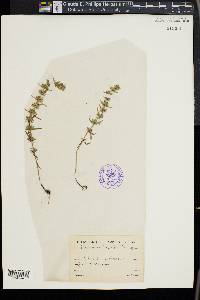 Hedeoma hispida image