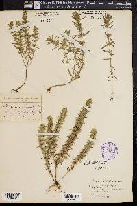 Hedeoma hispida image