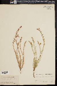 Hedeoma hyssopifolia image