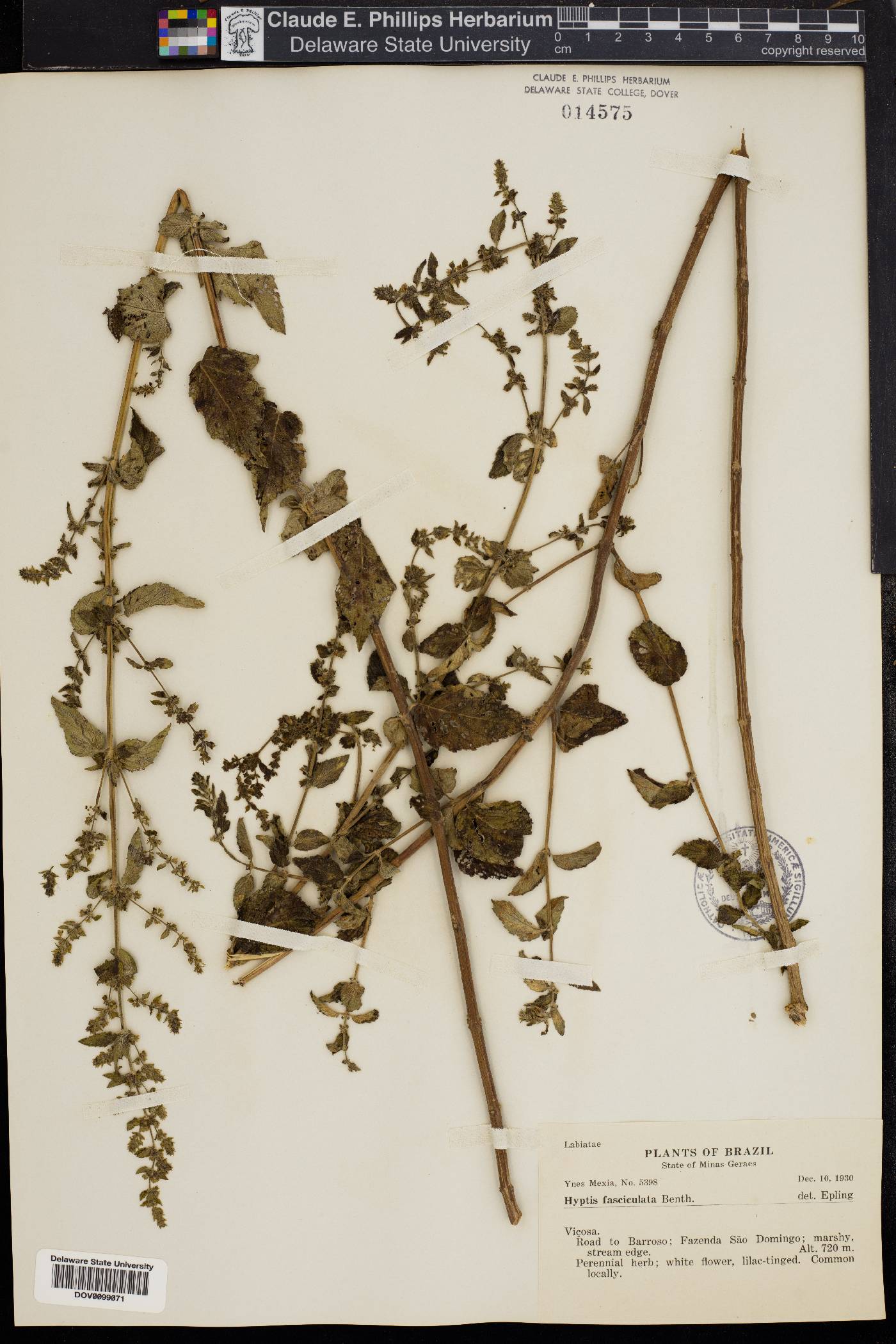 Condea undulata image
