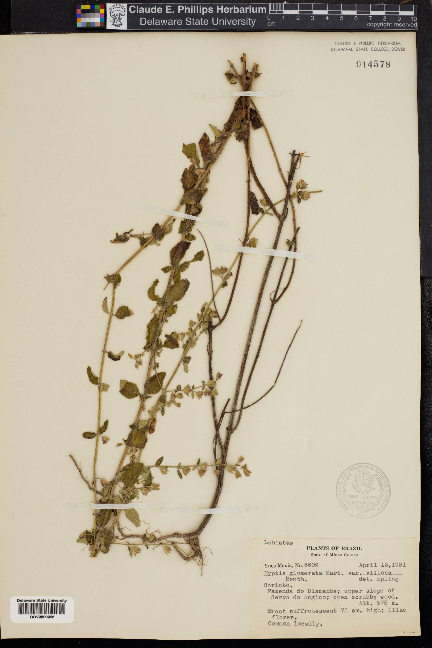 Hyptis glomerata image