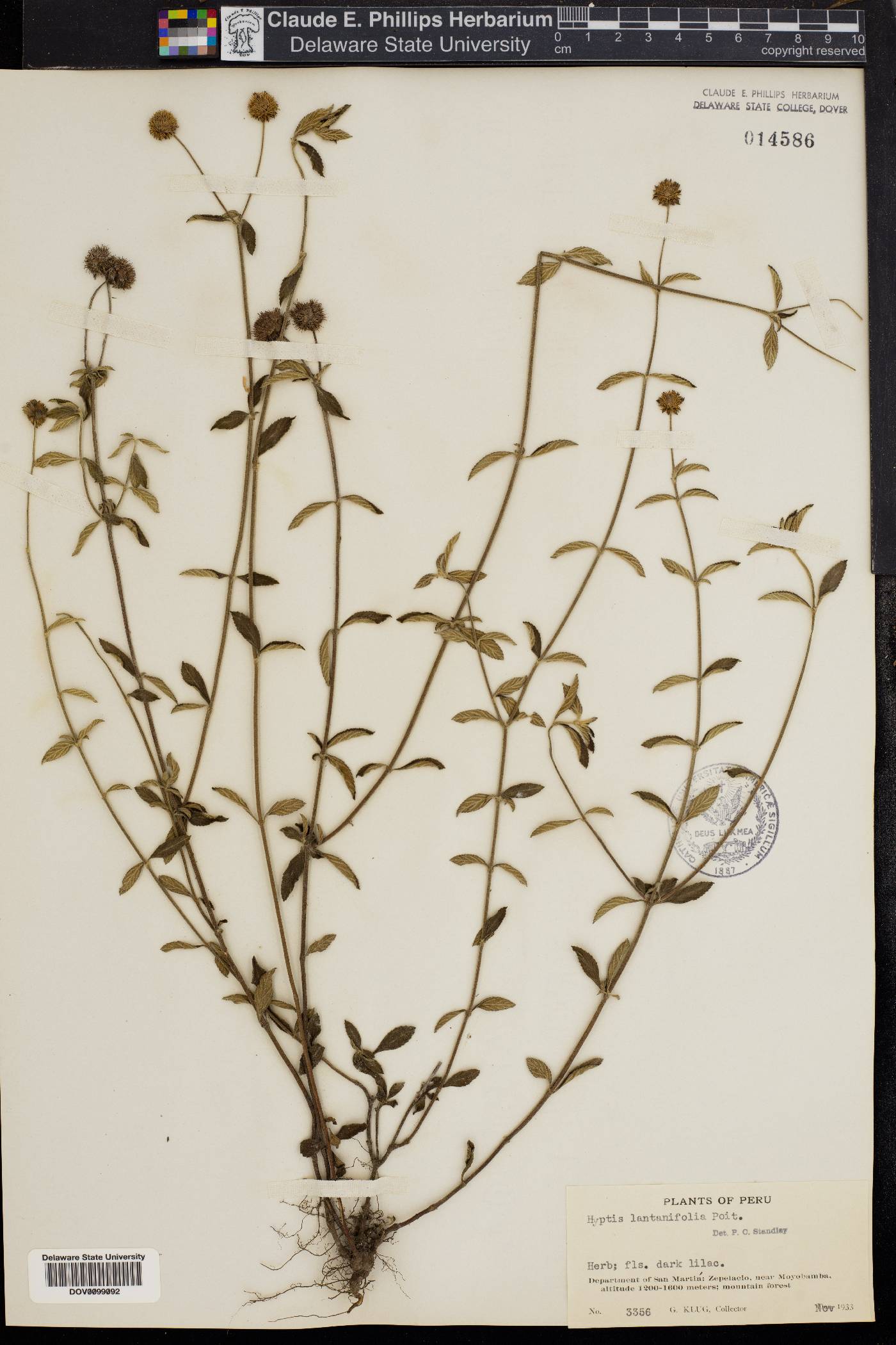 Hyptis lantanifolia image