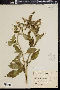 Hyptis mutabilis image