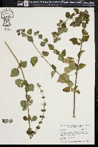 Hyptis mutabilis image