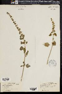 Hyptis mutabilis image