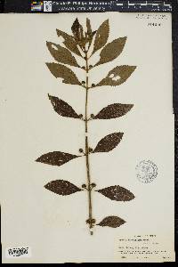 Hyptis obtusiflora image