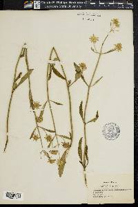 Hyptis radiata image