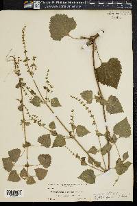 Hyptis spicata image