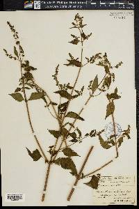 Hyptis spicata image