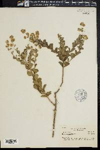 Hyptis spiraeaefolia image