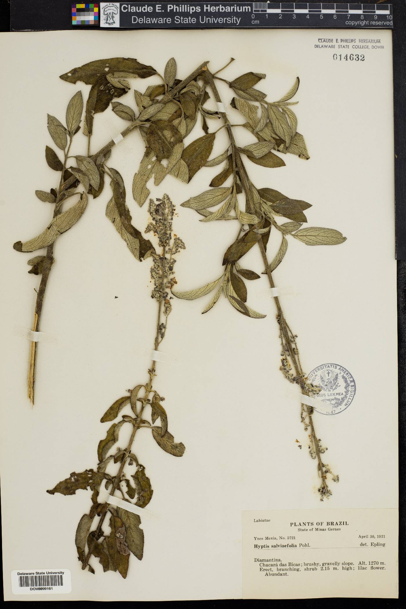 Hyptis spiraeaefolia image