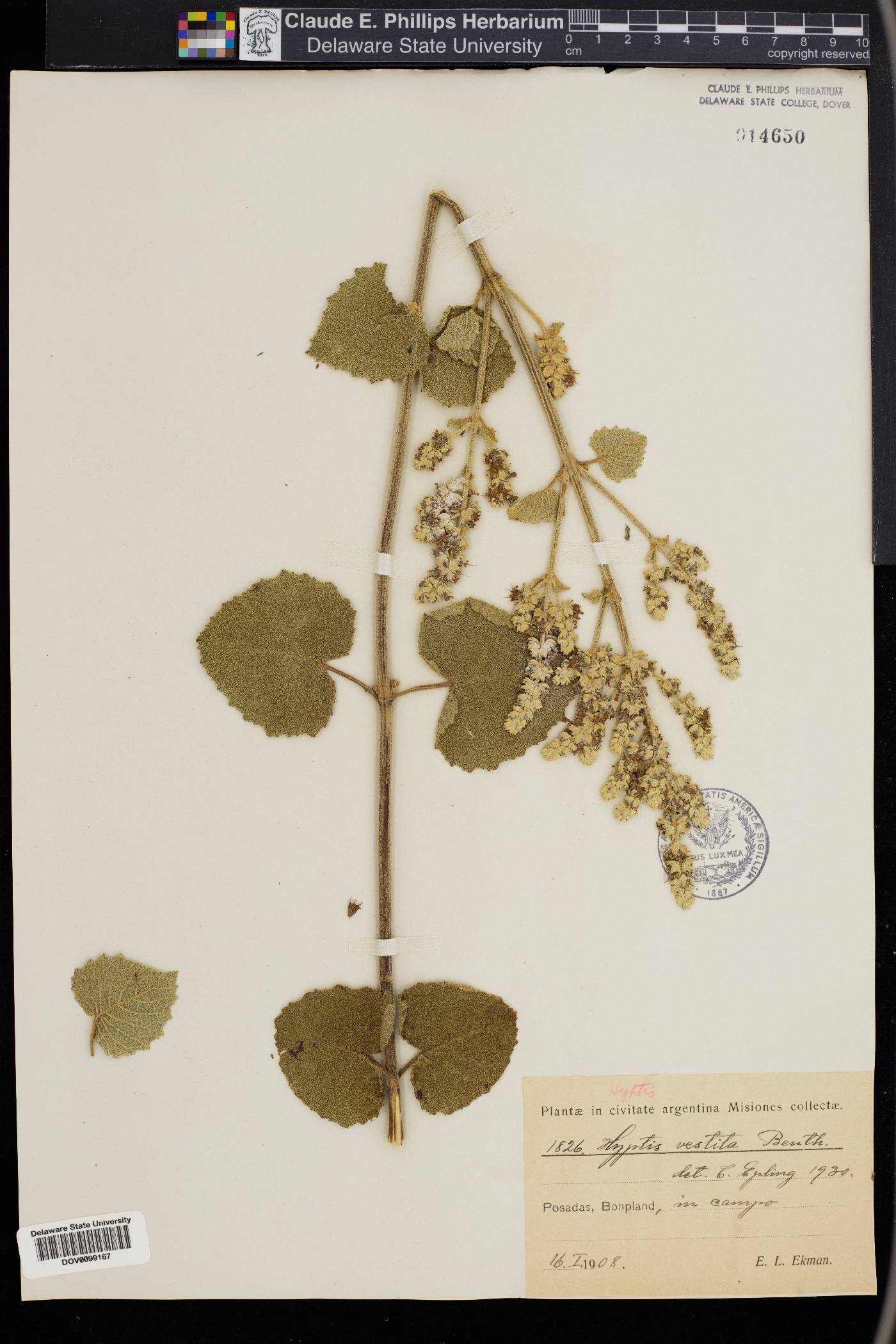 Cantinoa althaeifolia image