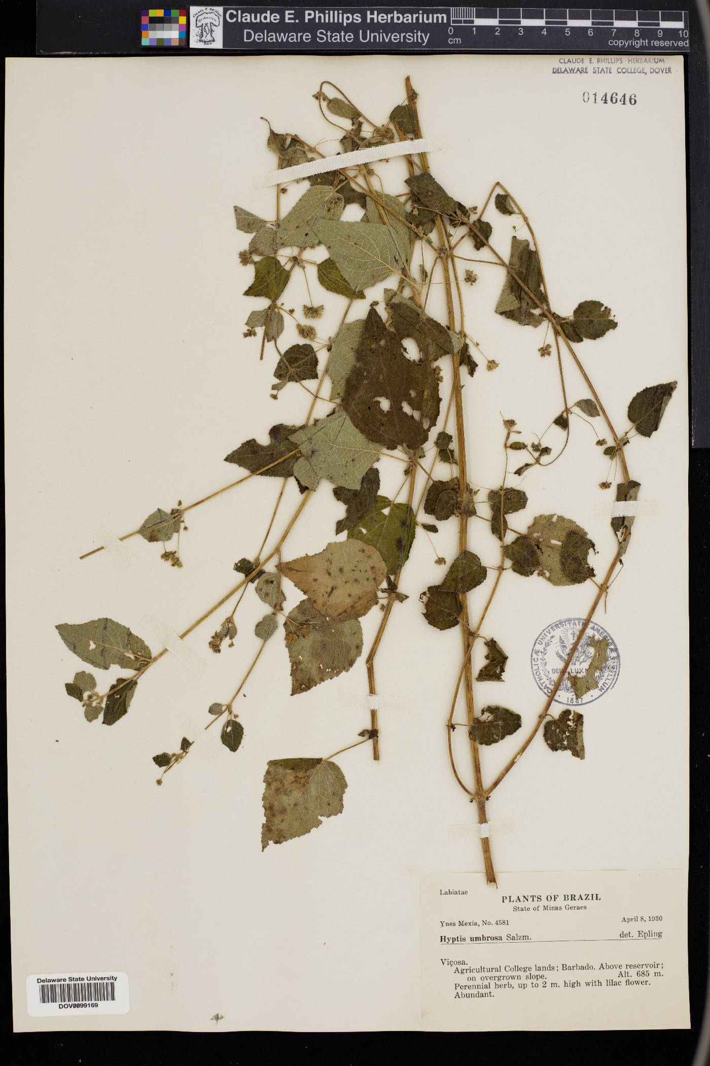 Mesosphaerum sidifolium image