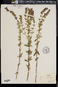 Hyssopus officinalis image