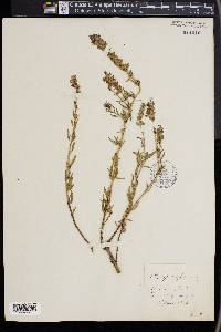 Hyssopus officinalis image