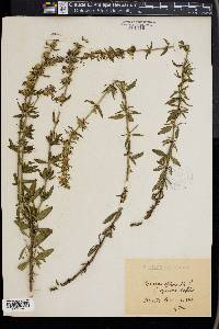 Hyssopus officinalis image