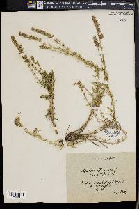 Hyssopus officinalis image