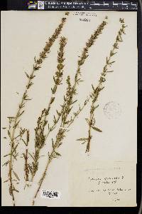 Hyssopus officinalis image