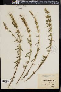 Hyssopus officinalis image