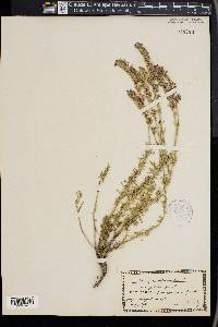 Hyssopus officinalis image