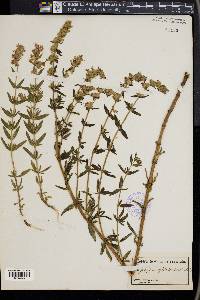 Hyssopus officinalis image