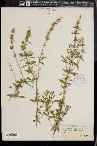 Hyssopus officinalis image