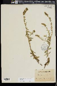 Hyssopus officinalis image