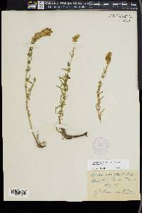 Hyssopus officinalis image