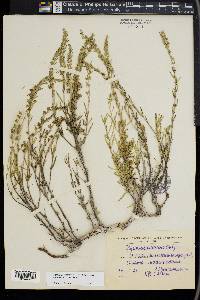 Hyssopus officinalis image