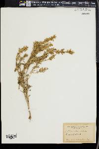 Lallemantia iberica image
