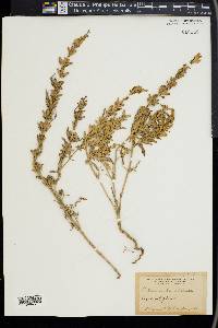 Lallemantia iberica image