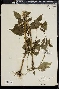 Lamium album image