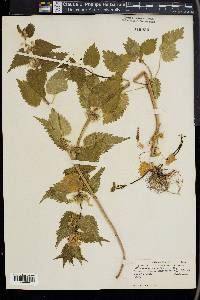 Lamium album image