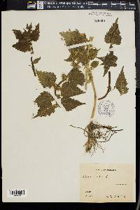 Lamium album image