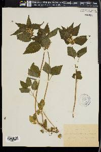 Lamium album image