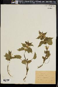 Lamium album image