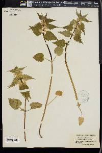 Lamium album image