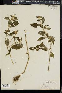 Lamium album image